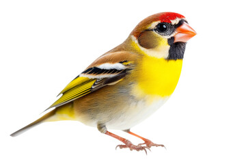 Obraz premium Close-up of a Colorful Finch . Transparent background PNG