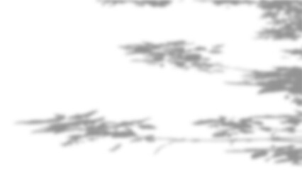 Transparent shadow of a tree branch, shadow overlay effects on a transparent background