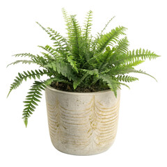 Lush Green Fern Plant Arranged in Decorative Ceramic Pot