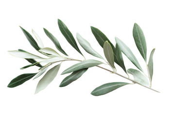 Delicate Olive Branch - Nature's Exquisite Beauty . Transparent background PNG