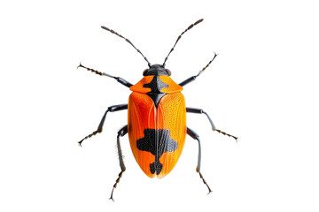 Stunning Orange and Black Beetle Macro Photography . Transparent background PNG