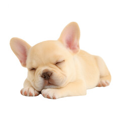 A cute sleeping French Bulldog puppy with a light fawn coat, resting peacefully with its eyes closed. Ideal for conveying warmth and comfort in pet-related themes.