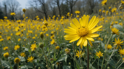 Fototapeta premium Yellow Spring Wildflower