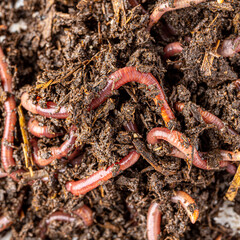 Many living earthworms for fishing in the soil, background