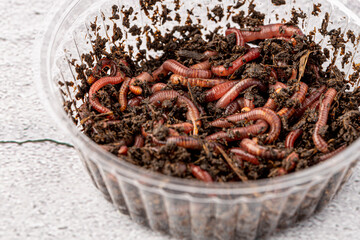 Many living earthworms for fishing in the soil, background