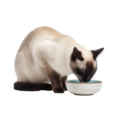 A Siamese cat drinking water from a white bowl. The cat has distinct light brown and cream fur with blue eyes, showcasing a relaxed posture.