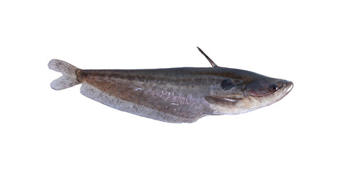 Fototapeta premium Butter Catfish (Ompok Bimaculatus) on transparent background