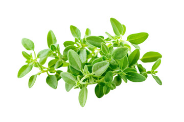 Naklejka premium Fresh Thyme Herb Closeup . Transparent background PNG