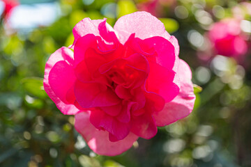 Close-up image of a vibrant red rose with soft petals, symbolizing love, passion or luxury