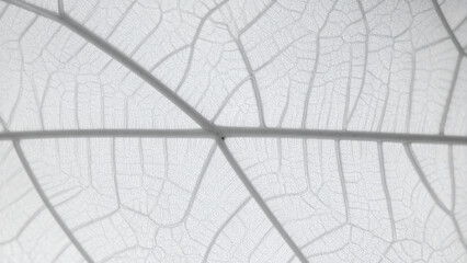 Detailed Macro Photograph of Leaves &ndash; Incredible Texture and Clarity for Science and Nature Content