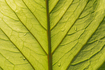 Close-up stock image showcases a leaf with droplets, reflecting light to highlight the texture of its veins Used for marketing and advertising to symbolize freshness, purity, or natural beauty