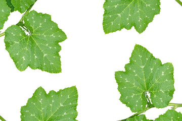 Green Chayote Leaves Isolated on Transparent Background