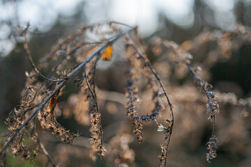 Image of close-up tree branches with water droplets, suggesting a natural outdoor setting The droplets reflect light, evoking feelings of freshness and vitality