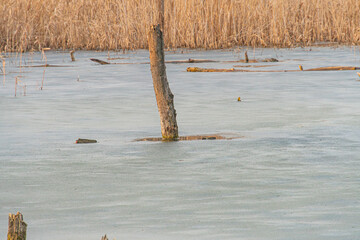 A solitary tree partially submerged in frozen water on an icy landscape, suggesting recent flooding...