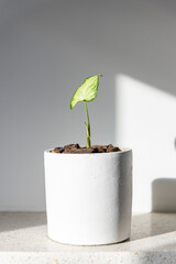 House plant in a white pot on a sunny ledge - Syngonium podophyllum