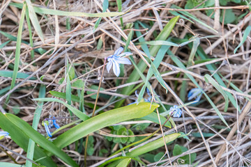Close-up image of vibrant blue forget-me-nots against lush green grass, conveying freshness and vitality Ideal for marketingadvertising campaigns related to springtime, nature, gardening, hope, rem