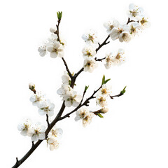Obraz premium White Plum Blossom Branch Spring Flower Bloom Image