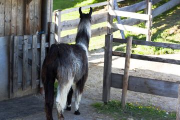 Llama walking towards wooden enclosure in a sunny rural setting during late afternoon hours