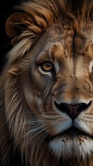 Naklejka premium A majestic lion, the wild king and a powerful feline, displays his impressive mane in a close-up portrait capturing his strong face
