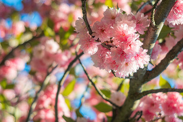 Close-up, blossoming tree cherry or plum, pinkish flowers, soft petals, prime flowering period,...