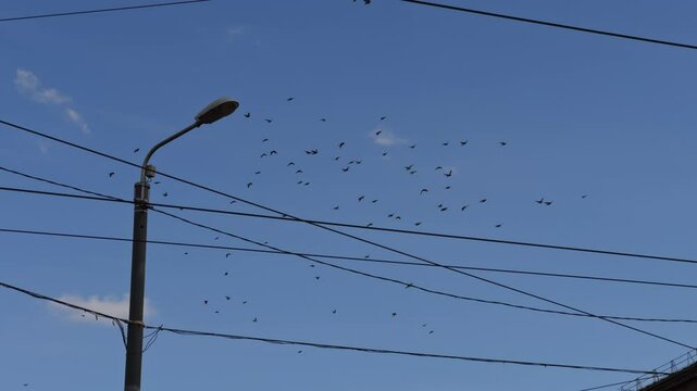 A colorful flock of birds soars gracefully above the power lines in the clear blue sky 4K Nature Footage