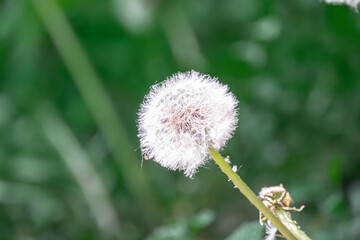 Close-up view of a dandelion seed head, arranged in spherical pattern atop a green stem Soft natural lighting Garden setting with foliage background Dominant colors green and soft hues No text v