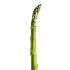 Asparagus Spear's Growth: Observing the Stages of Development from Bud to Harvest