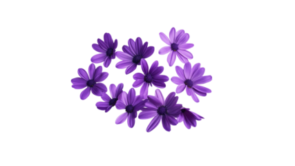 Vibrant Purple Osteospermum Flowers on Transparent Background
