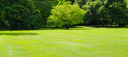 A cozy summer park and a green, well-kept lawn.