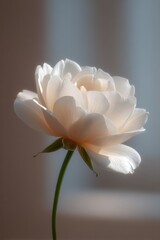 Obraz premium single elegant white rose with gentle shadow on light background symbolizing purity and dedication of floral delivery