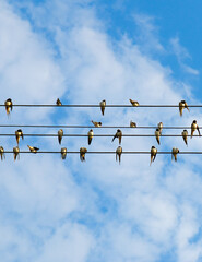 Big flock of swallows and Sand martins (Riparia riparia) sits on wires