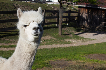 White alpaca standing in a sunny field at a farm with rustic wooden fences and a small shed in the background during a clear day