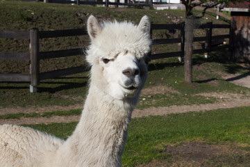 Curious white alpaca standing in a sunny green pasture near a wooden fence during a clear afternoon
