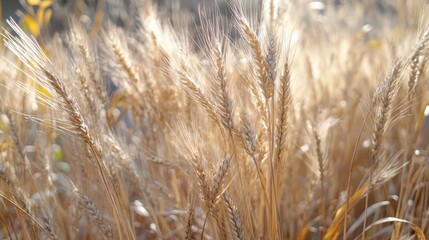Obraz premium Golden wheat field under bright sunlight close-up shot during harvest season in rural countryside landscape agriculture