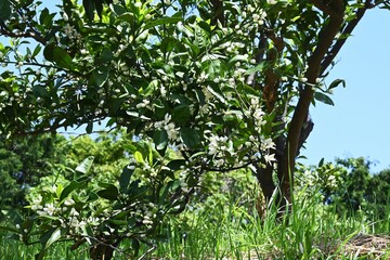 Mandarin orange (Satsuma) flowers. Rutaceae evergreen shrub. This fruit tree produces white, five-petaled flowers in early summer that have a refreshing scent similar to jasmine.