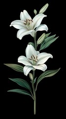 Fototapeta premium Elegant White Lily Flowers Blooming on Stem Close Up Botanical Illustration Dark Background