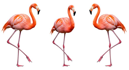 Obraz premium Flamingos Standing on One Leg, Isolated on White Background