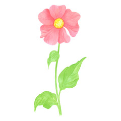 Hand drawn watercolor wildflower. Flower of the field isolated on white background. Can be used for postcard, label, scrapbook and other printed products.