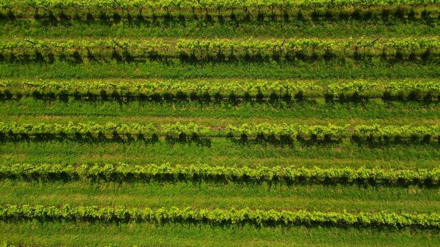 Aerial drone graphic geometric video of vibrant Italian vineyards in spring and summer. lush green fields, vine rows, and rolling hills &mdash; perfect for nature, seasonal, and travel content