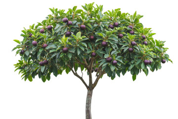 Fototapeta premium Dark Purple Fruit Tree in Lush Garden . Transparent background PNG