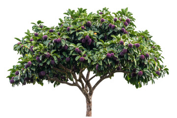 Obraz premium Purple Fruit Tree in Lush Garden . Transparent background PNG