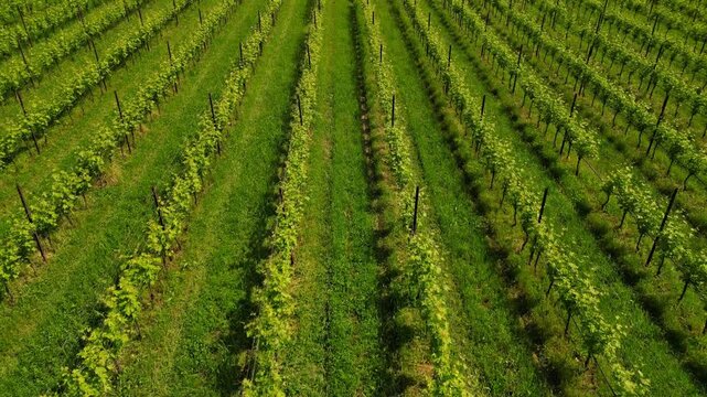 Aerial drone graphic geometric video of vibrant Italian vineyards in spring and summer. lush green fields, vine rows, and rolling hills &mdash; perfect for nature, seasonal, and travel content