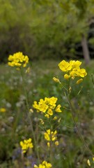 Close-up of a blooming yellow rapeseed flower (Brassica napus) in a meadow.