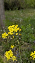 Close-up of a blooming yellow rapeseed flower (Brassica napus)