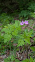 Close-up pink-purple flowers of herb-robert (Geranium robertianum)