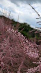Delicate pink flowers bloom in a lush outdoor setting