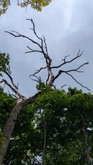 Dramatic view of a dead tree with bare branches reaching toward a cloudy sky.