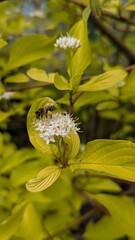 Delicate white flowers with prominent stamens bloom amidst vibrant yellow-green foliage, capturing...