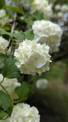 Close-up of a blooming snowball viburnum flower cluster (Viburnum opulus 'Roseum') in a spring garden. White spherical blossom with soft petals and natural green background.