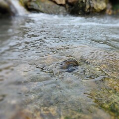 rice field snails in a flowing river